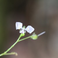 Rhopalephora scaberrima (Blume) Faden